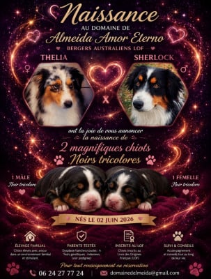 Les chiots de Berger Australien