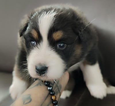 Les chiots de Berger Australien