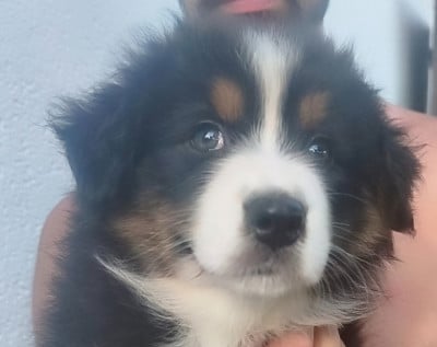 Les chiots de Berger Australien