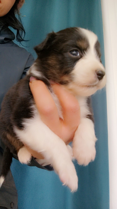 Berger Australien - Domaine De Almeida Amor Eterno