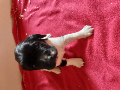Les chiots de English Springer Spaniel