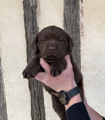 Les chiots de Labrador Retriever
