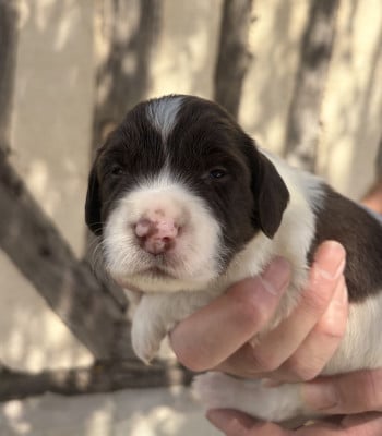 Les chiots de English Springer Spaniel
