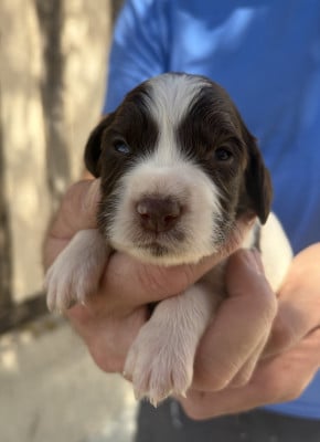 Les chiots de English Springer Spaniel