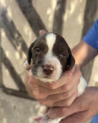 Les chiots de English Springer Spaniel