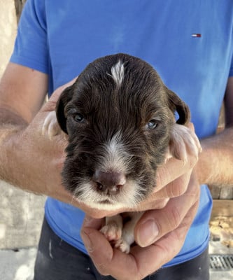Les chiots de English Springer Spaniel