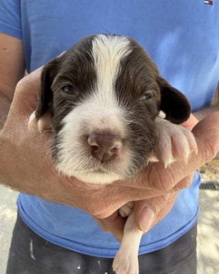 Les chiots de English Springer Spaniel