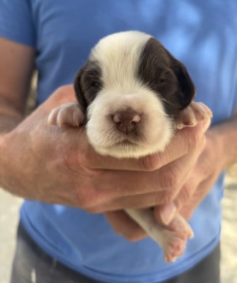 Les chiots de English Springer Spaniel