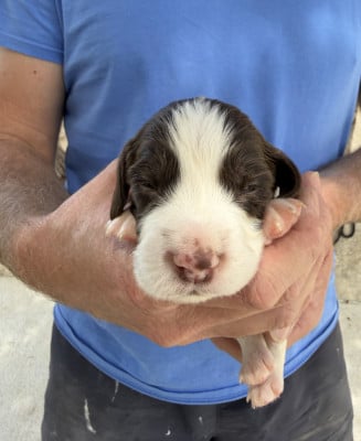 Les chiots de English Springer Spaniel