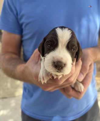 Les chiots de English Springer Spaniel
