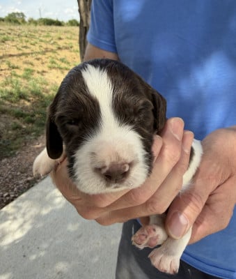 Les chiots de English Springer Spaniel