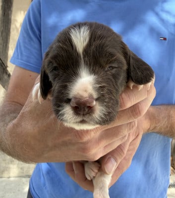 Les chiots de English Springer Spaniel