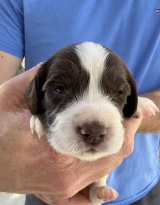 Les chiots de English Springer Spaniel