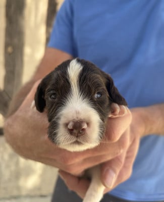 Les chiots de English Springer Spaniel