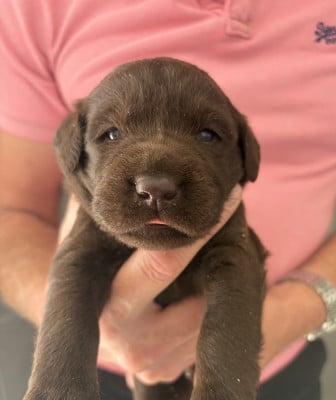 Les chiots de Labrador Retriever