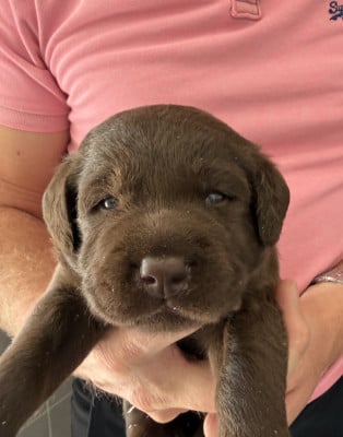 Les chiots de Labrador Retriever