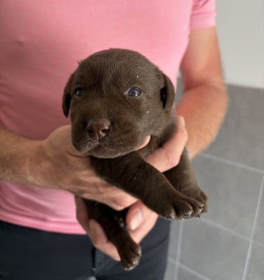 Les chiots de Labrador Retriever