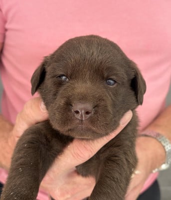 Les chiots de Labrador Retriever