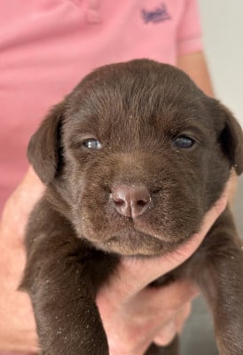 Les chiots de Labrador Retriever