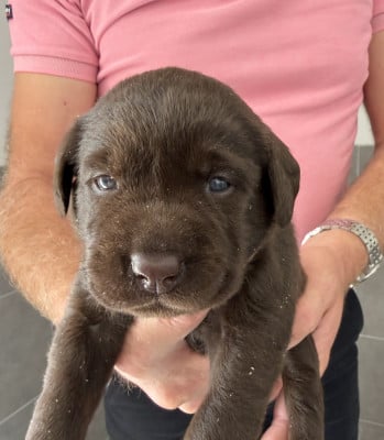 Les chiots de Labrador Retriever