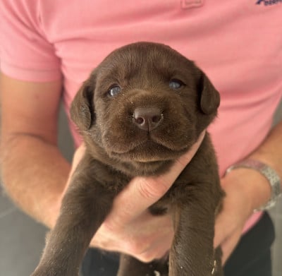 Les chiots de Labrador Retriever