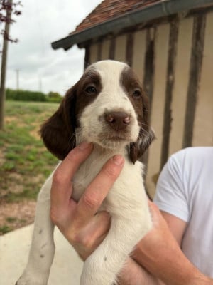 Les chiots de English Springer Spaniel