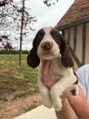 Les chiots de English Springer Spaniel