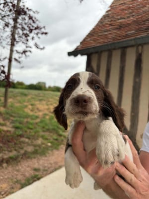 Les chiots de English Springer Spaniel