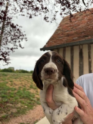 Les chiots de English Springer Spaniel