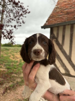Les chiots de English Springer Spaniel