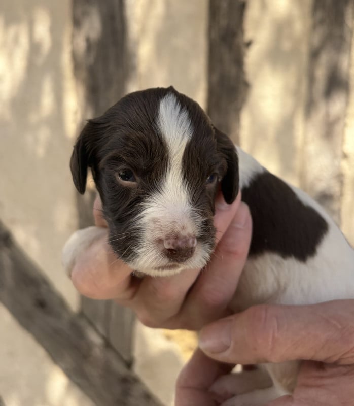 English Springer Spaniel - Du Domaine De Jusian