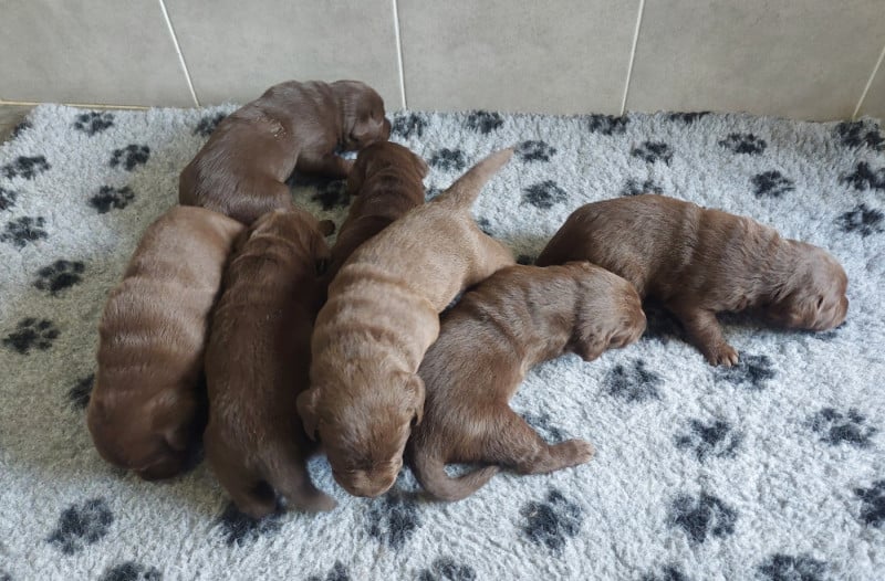 Labrador Retriever - Du Domaine De Jusian