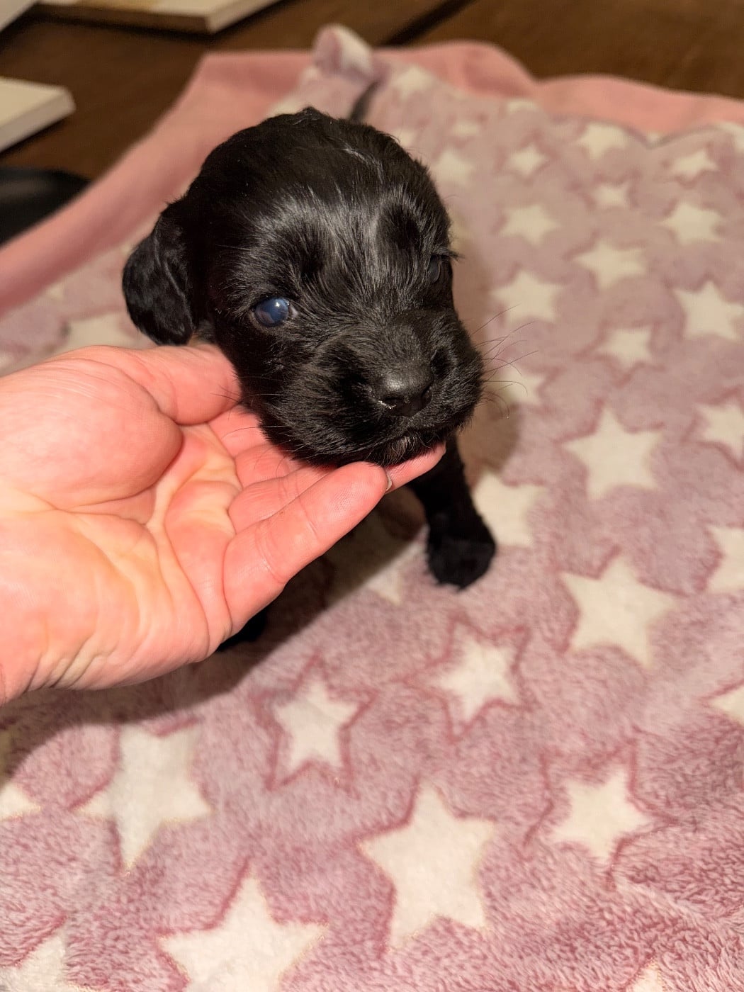Cocker Spaniel Anglais - Du Domaine Des Merveilles Des Bebouilles