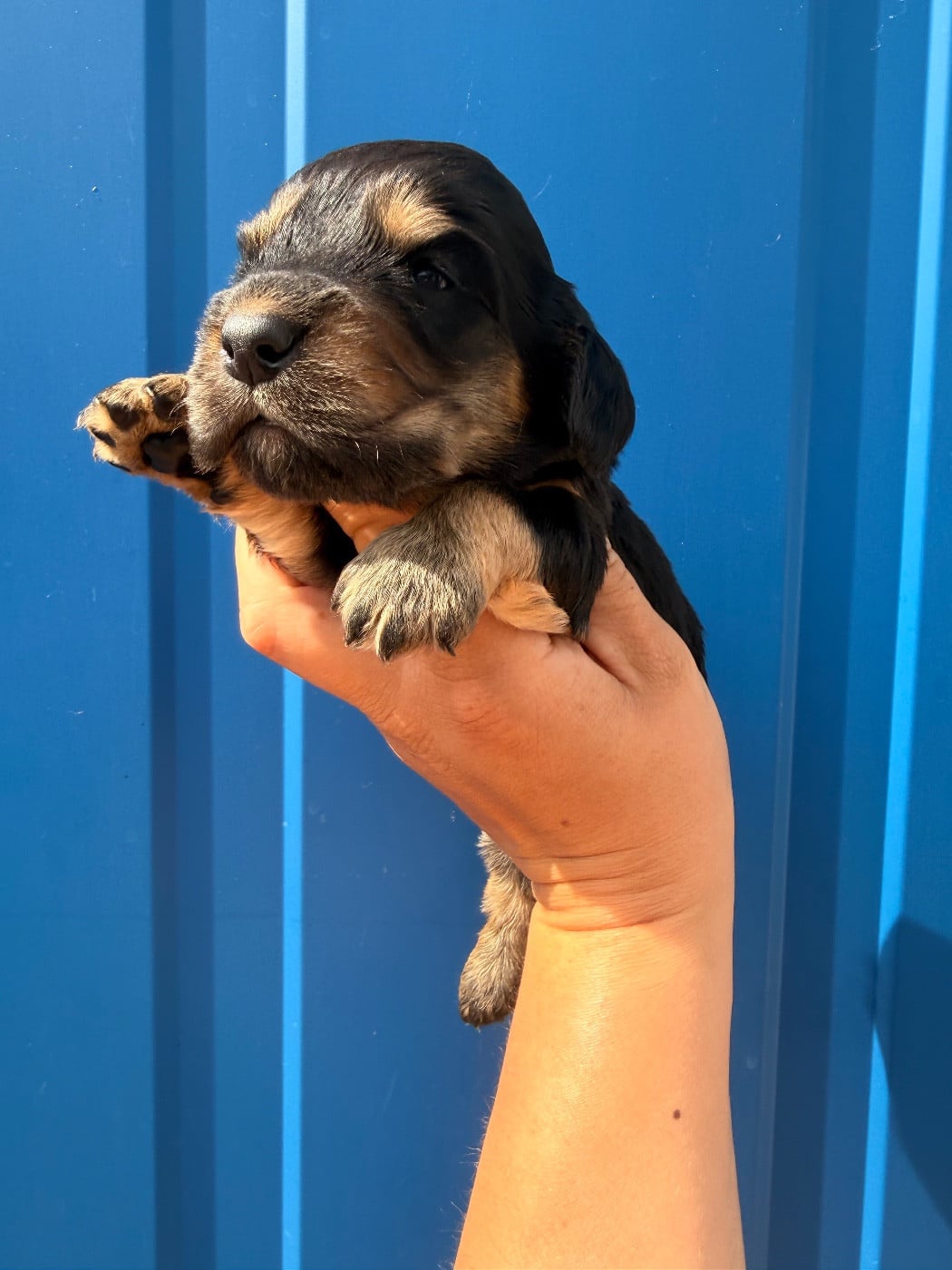 Cocker Spaniel Anglais - Du Domaine Des Merveilles Des Bebouilles