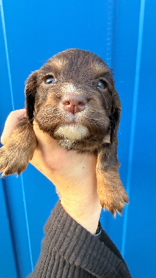 Les chiots de Cocker Spaniel Anglais