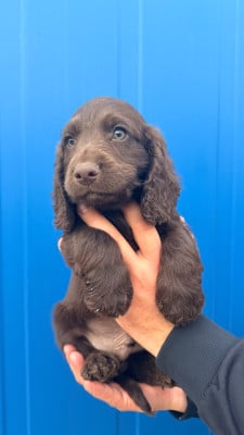 Les chiots de Cocker Spaniel Anglais