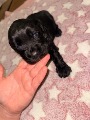Les chiots de Cocker Spaniel Anglais