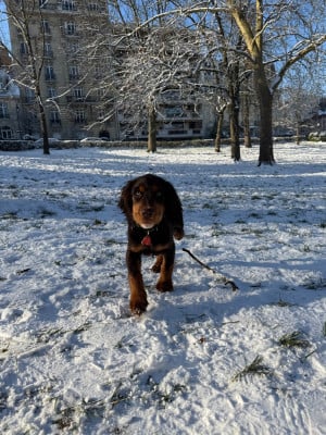 Cocker Spaniel Anglais