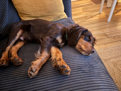 Les chiots de Cocker Spaniel Anglais