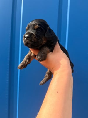 Les chiots de Cocker Spaniel Anglais