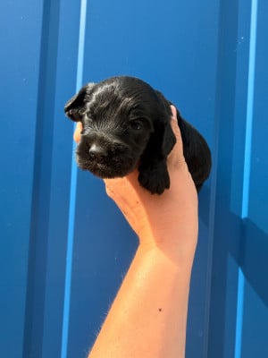 Les chiots de Cocker Spaniel Anglais