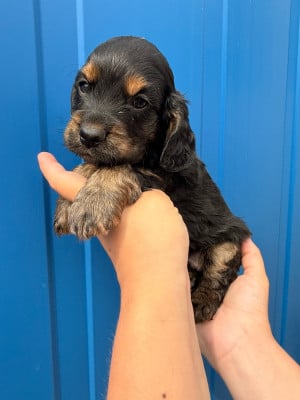 Les chiots de Cocker Spaniel Anglais
