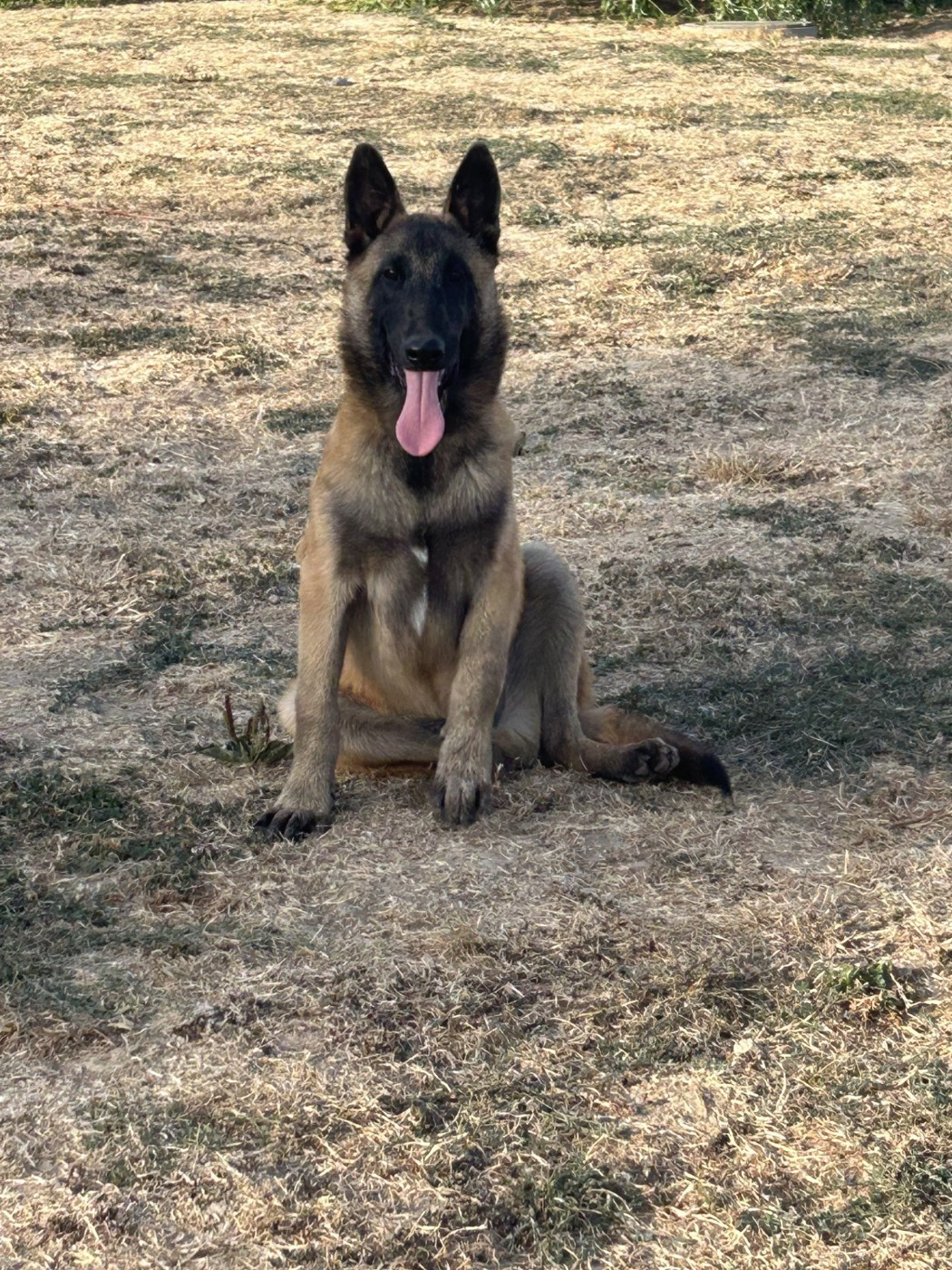 Big Boss