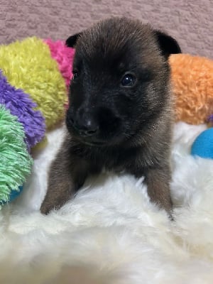 Les chiots de Berger Belge