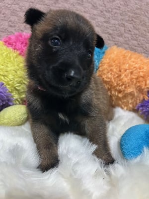 Les chiots de Berger Belge