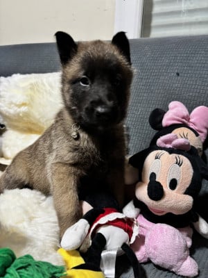 Les chiots de Berger Belge