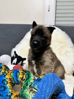 Les chiots de Berger Belge