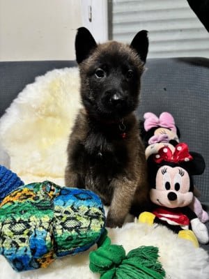 Les chiots de Berger Belge