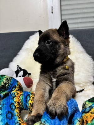 Les chiots de Berger Belge