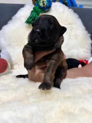 Les chiots de Berger Belge